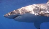 Govt Introduces Decade-long Roadmap To Conserve Sharks
